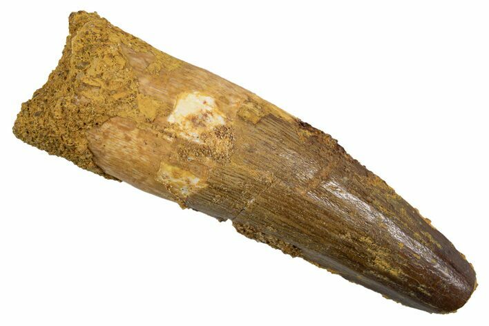 Fossil Spinosaurus Tooth - Feeding Worn Tip #345931